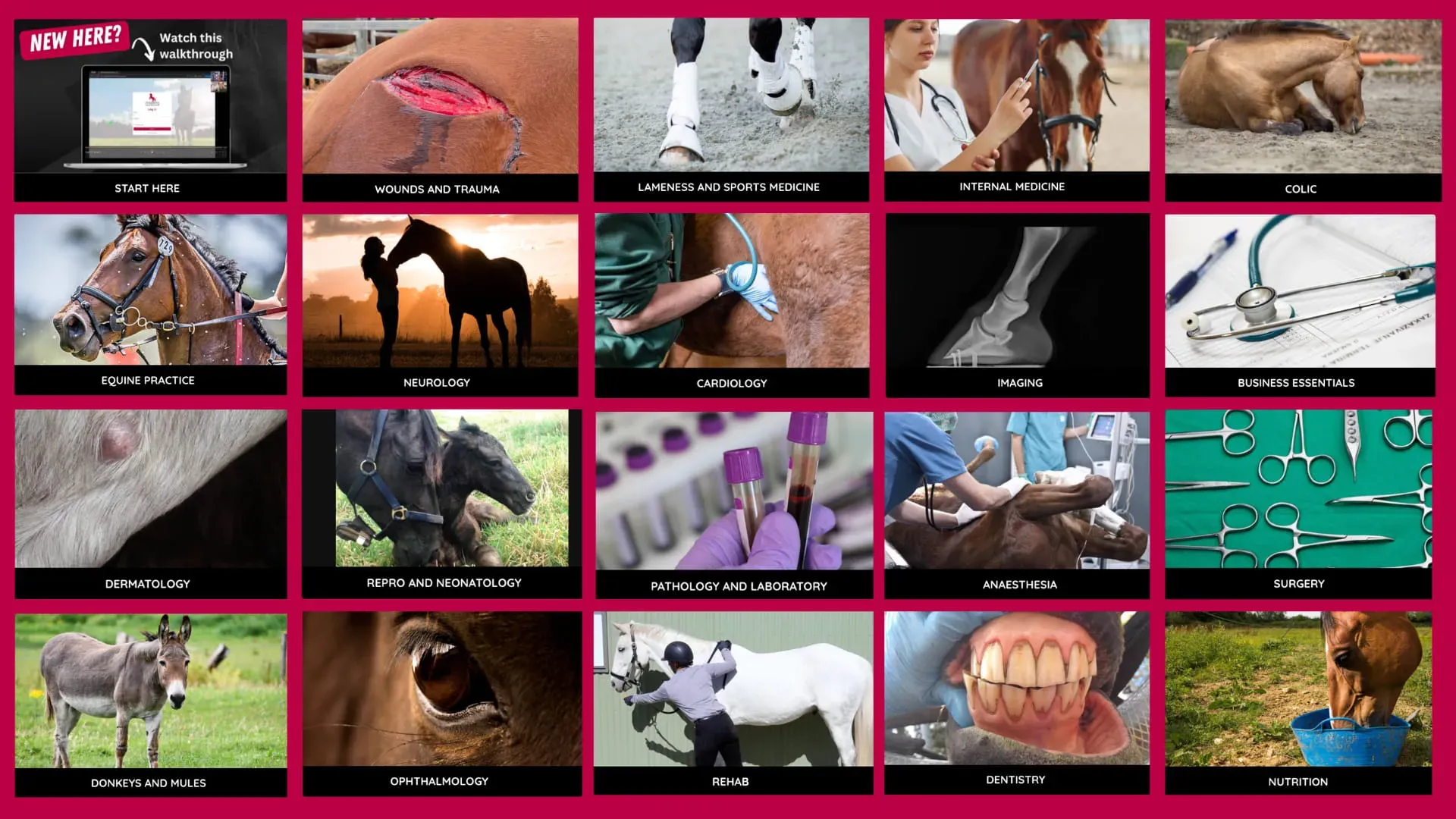 Equine Veterinarians Giveaway